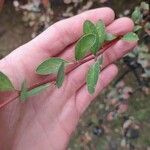 Vaccinium uliginosum Leaf