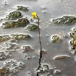 Utricularia vulgaris Fula