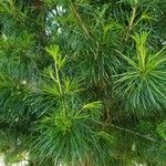 Sciadopitys verticillata Likasa