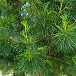 Sciadopitys verticillata Листок