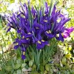 Iris reticulata Cvet