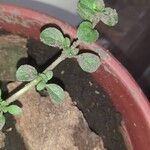 Mentha pulegiumبرگ