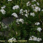 Asperula hirta Habit