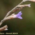 Limonium humile Other