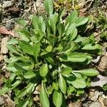 Bellis sylvestris Leaf