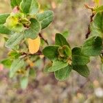 Muehlenbeckia hastulata Hoja