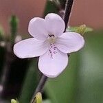 Pseuderanthemum variabile Fleur