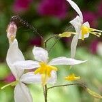 Epimedium stellulatum Blüte