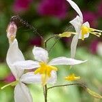 Epimedium stellulatum Flower