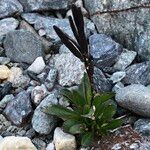 Cardamine bellidifolia عادت