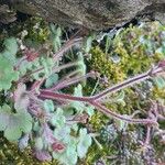 Saxifraga corsica Blatt