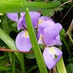 Iris unguicularis Цветок