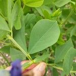 Lathyrus palustris Feuille