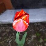 Tulipa gesneriana花