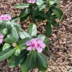 Catharanthus roseusЦветок