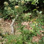 Carlina vulgaris Celota