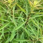 Solidago speciosa Blad