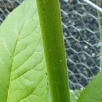 Nicotiana sylvestris പുറംതൊലി