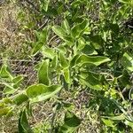 Jasminum fluminense Leaf