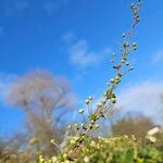 Spiraea prunifolia 其他