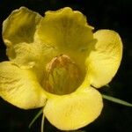 Aureolaria flava 花