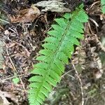 Polystichum aculeatum Feuille