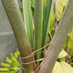 Ravenea rivularis 形态
