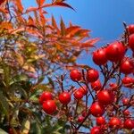 Nandina domesticaGyümölcs