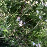 Stenaria nigricans Habit