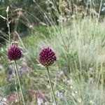 Allium sphaerocephalum Flower