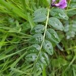 Vicia sepium Лист