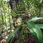 Tapeinosperma amieuense Celota