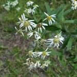 Doellingeria umbellata Çiçek