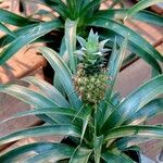 Ananas comosus Fruit