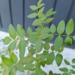 Bursera microphylla Feuille