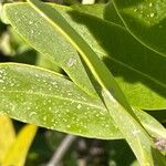Avicennia germinans Leaf