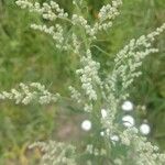 Chenopodium albumЦветок