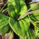 Craterostigma plantagineum Leaf