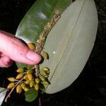 Erythroxylum gracilipes 果