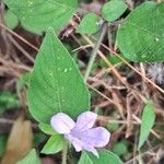 Ruellia prostrata പുഷ്പം