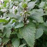 Lamium flexuosum Lapas