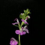 Pedicularis bifida Habit