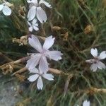 Dianthus pyrenaicus Blomst
