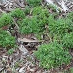 Chenopodium nutans Deilen