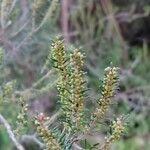 Erica scoparia Blüte