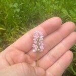 Persicaria punctata Кветка