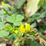 Medicago polymorphaBlomst