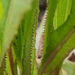 Lactuca serriola Leaf