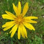 Tragopogon pratensisFlor