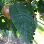 Crataegus germanica Blatt